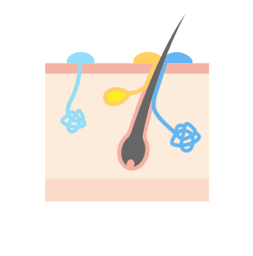 에크린 땀샘 사진